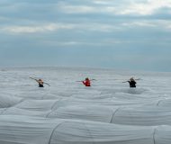 Adana’da örtü altı karpuz hasadında geri sayım başladı