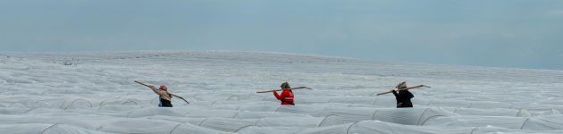 Adana’da örtü altı karpuz hasadında geri sayım başladı