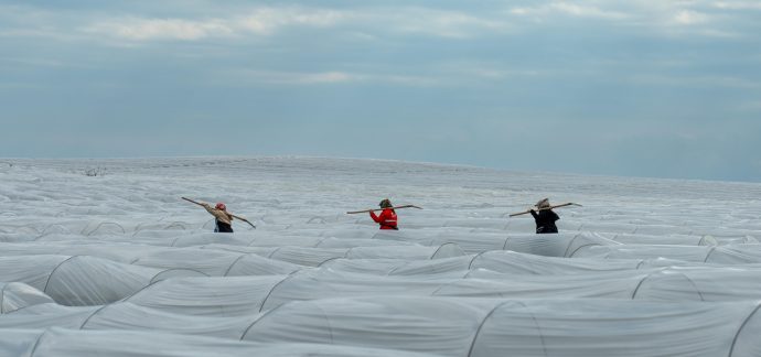 Adana’da örtü altı karpuz hasadında geri sayım başladı