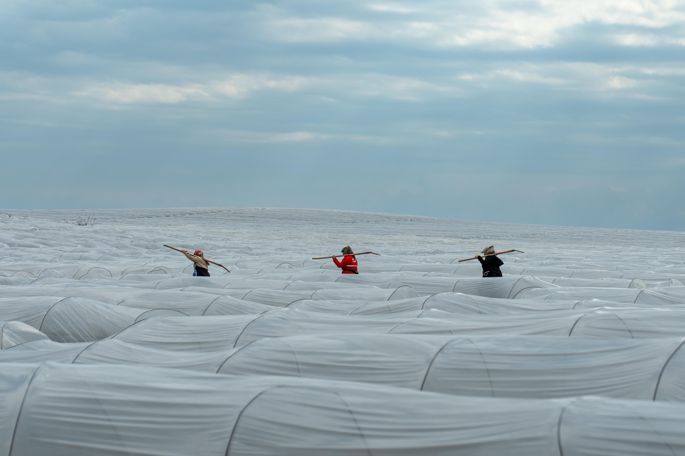 Adana’da örtü altı karpuz hasadında geri sayım başladı